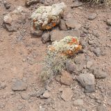 Launaea arborescens