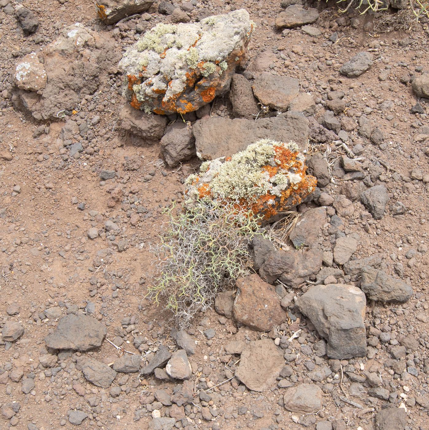 Image of Launaea arborescens specimen.