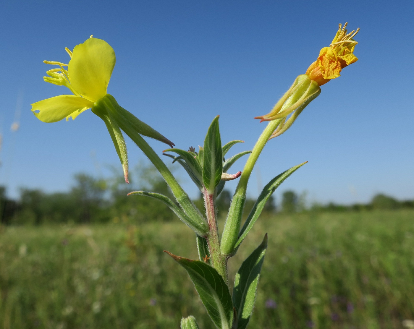 Изображение особи Oenothera depressa.