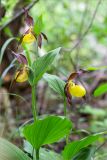 Cypripedium calceolus. Верхушки побегов с цветками. Ленинградская обл., Волосовский р-н, окр. дер. Донцо, обочина грунтовой дороги в мелколиственном лесу. 16.06.2019.