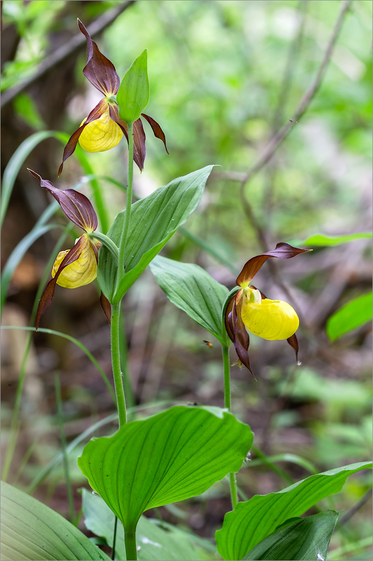 Image of Cypripedium calceolus specimen.