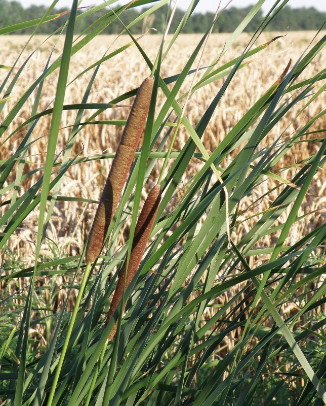 Изображение особи Typha angustifolia.