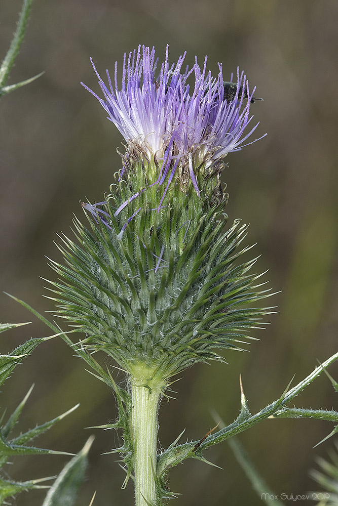 Изображение особи Cirsium serrulatum.