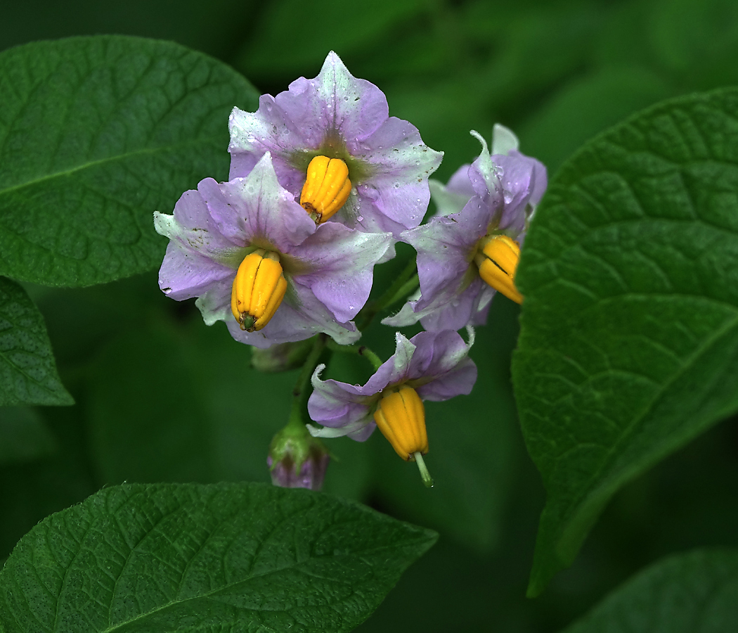 Изображение особи Solanum tuberosum.