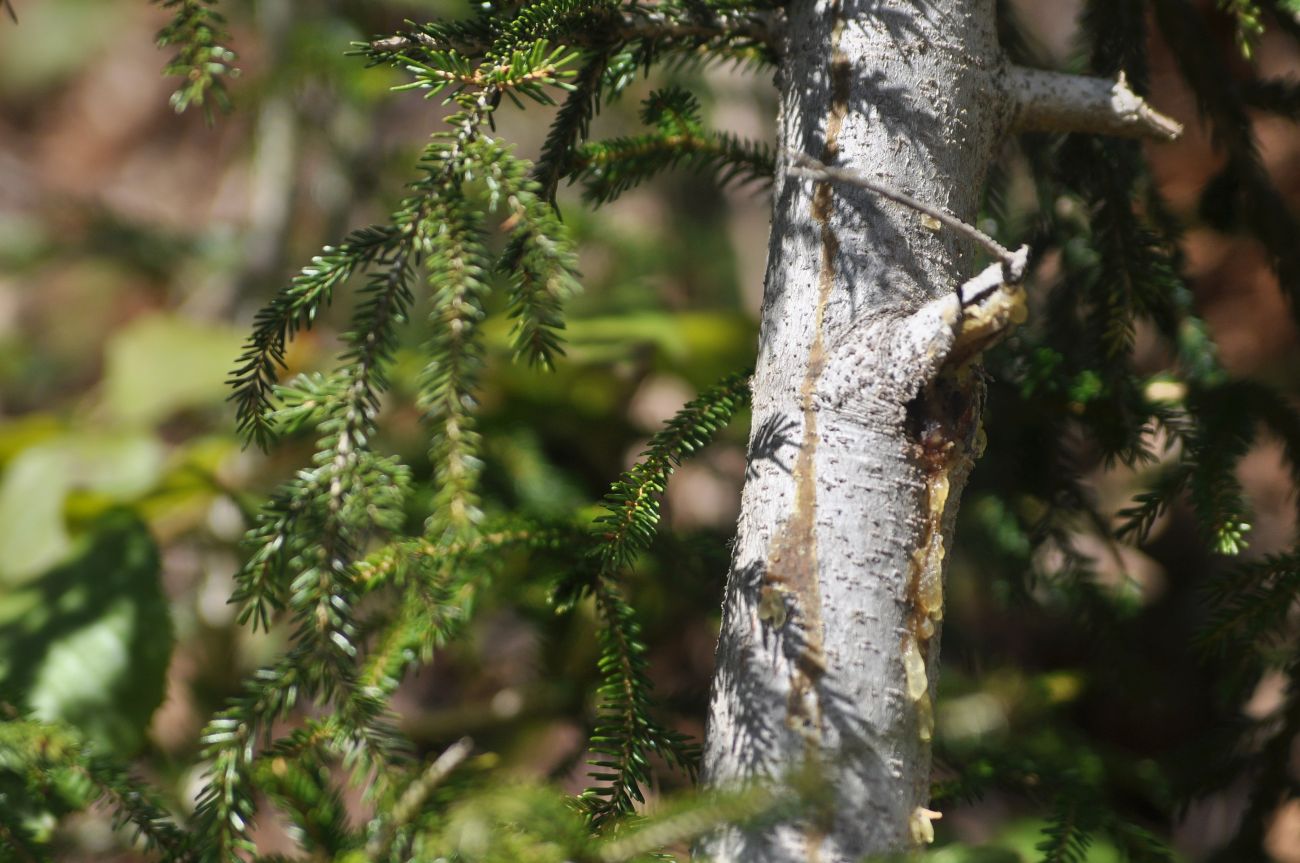 Image of Picea orientalis specimen.