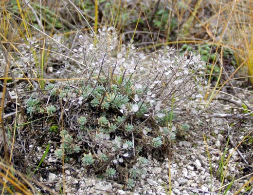 Изображение особи Alyssum lenense.