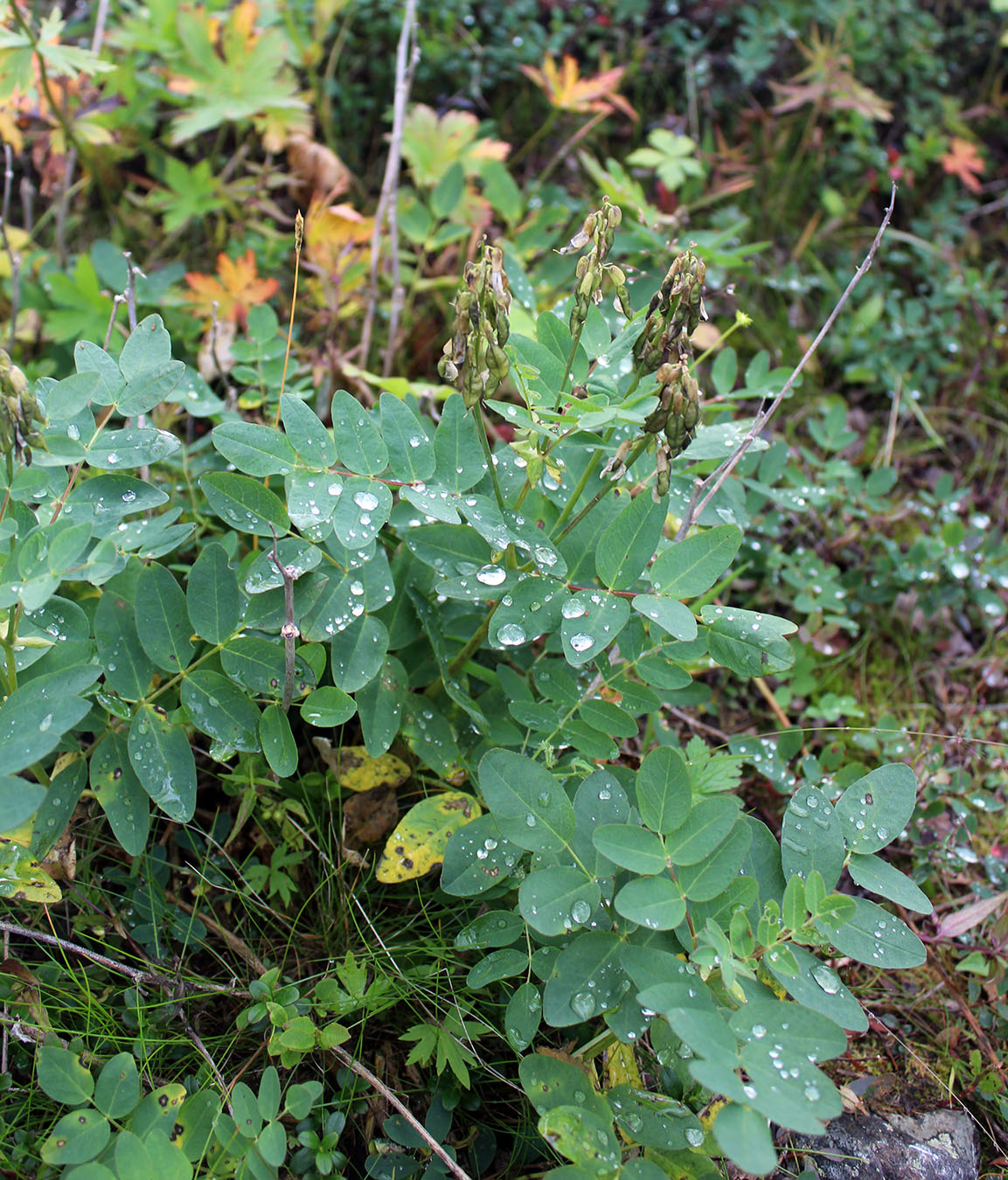 Изображение особи Astragalus frigidus.