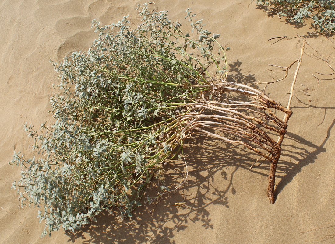 Изображение особи Heliotropium grande.