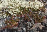 Loiseleuria procumbens. Цветущее растение. Мурманская обл., Кольский р-н, Долина Славы; бровка занятого кустарничково-лишайниковой тундрой скального обнажения. 07.06.2019.