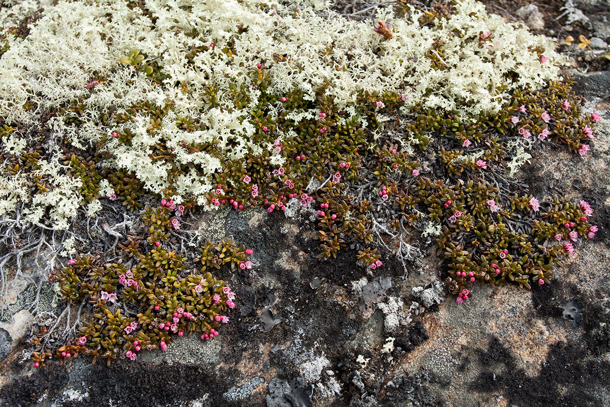 Image of Loiseleuria procumbens specimen.