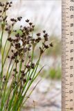 Juncus articulatus. Верхушки побегов с соплодиями. Беларусь, Витебская обл., дер. Сурмино, песчаный берег озера. 30.07.2019.