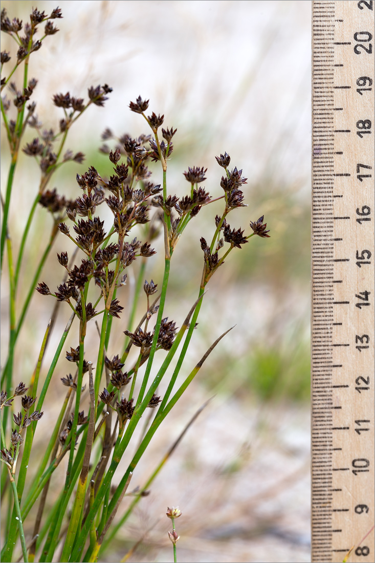 Изображение особи Juncus articulatus.