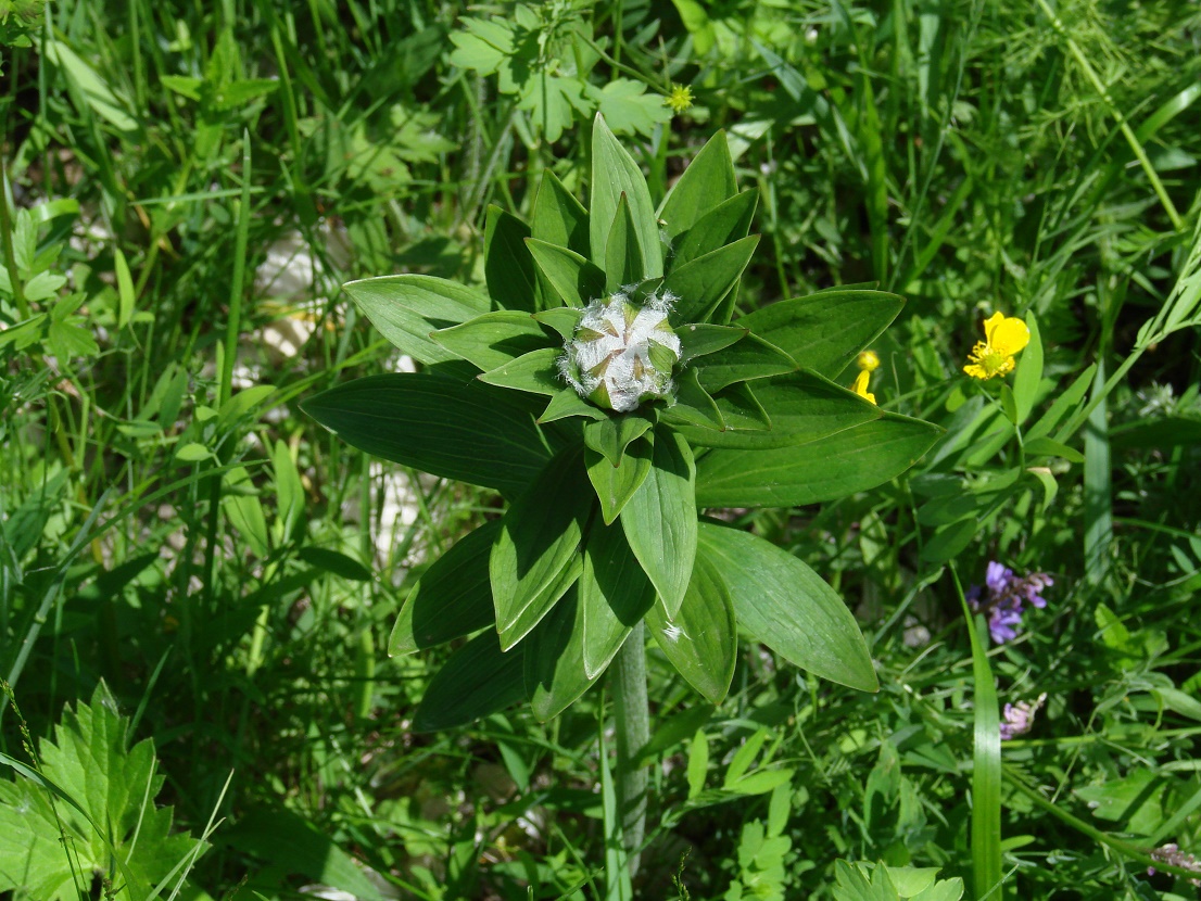 Изображение особи Lilium pilosiusculum.