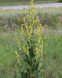 Verbascum lychnitis