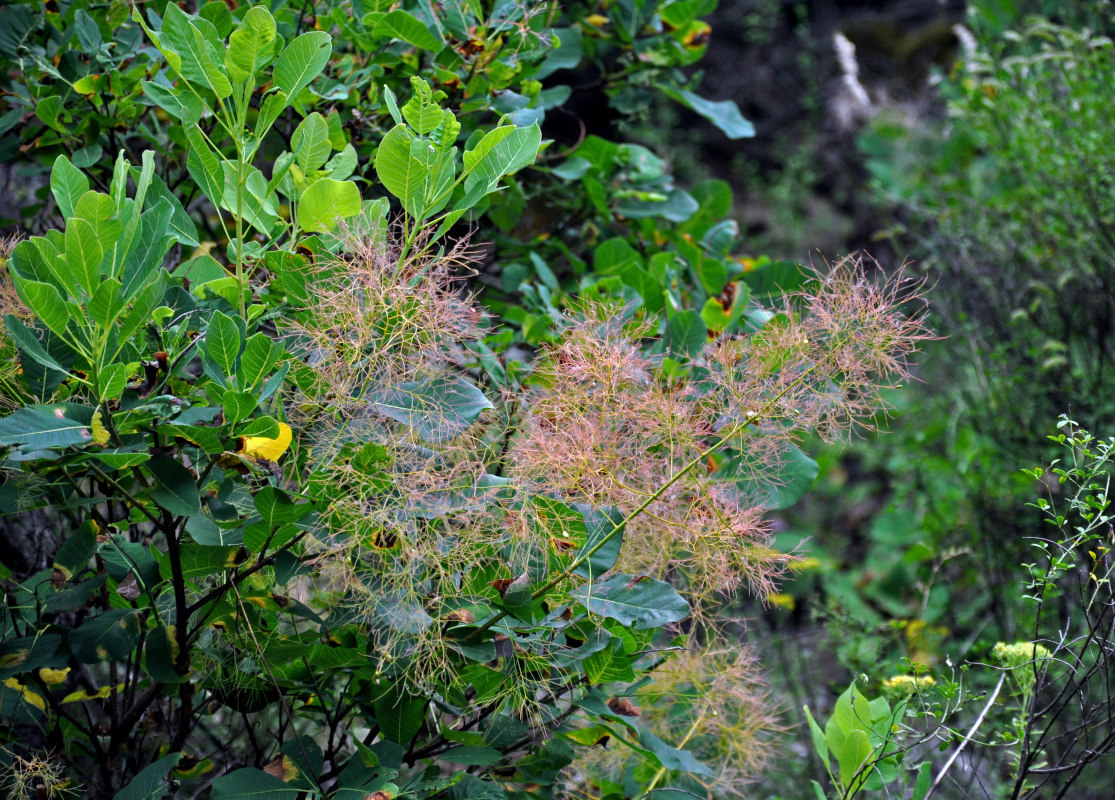 Изображение особи Cotinus coggygria.