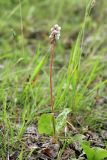 Pyrola minor