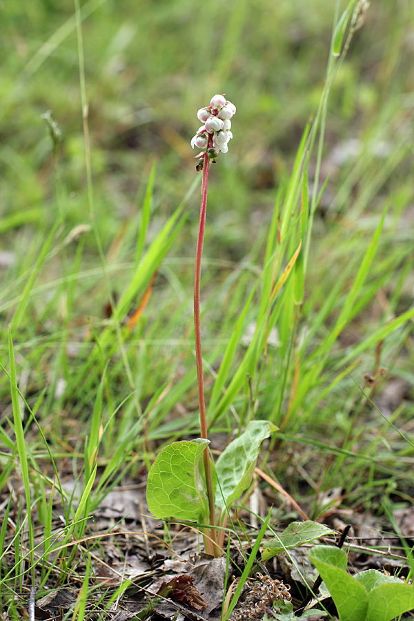 Image of Pyrola minor specimen.