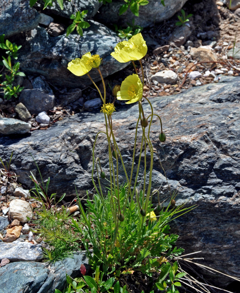 Изображение особи род Papaver.