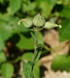 Melandrium album