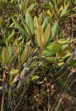 Rhododendron caucasicum. Вегетирующее растение (видна абаксиальная поверхность листьев). Краснодарский край, МО город-курорт Сочи, Адлерский р-н, Краснополянский поселковый округ, хр. Аибга, Роза Пик, 2320 м н.у.м. 5 октября 2019 г.