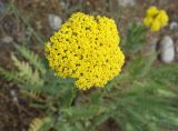 Achillea filipendulina