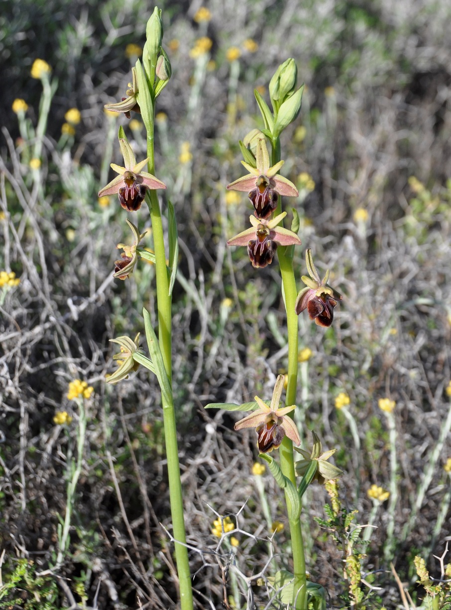 Image of Ophrys mammosa specimen.