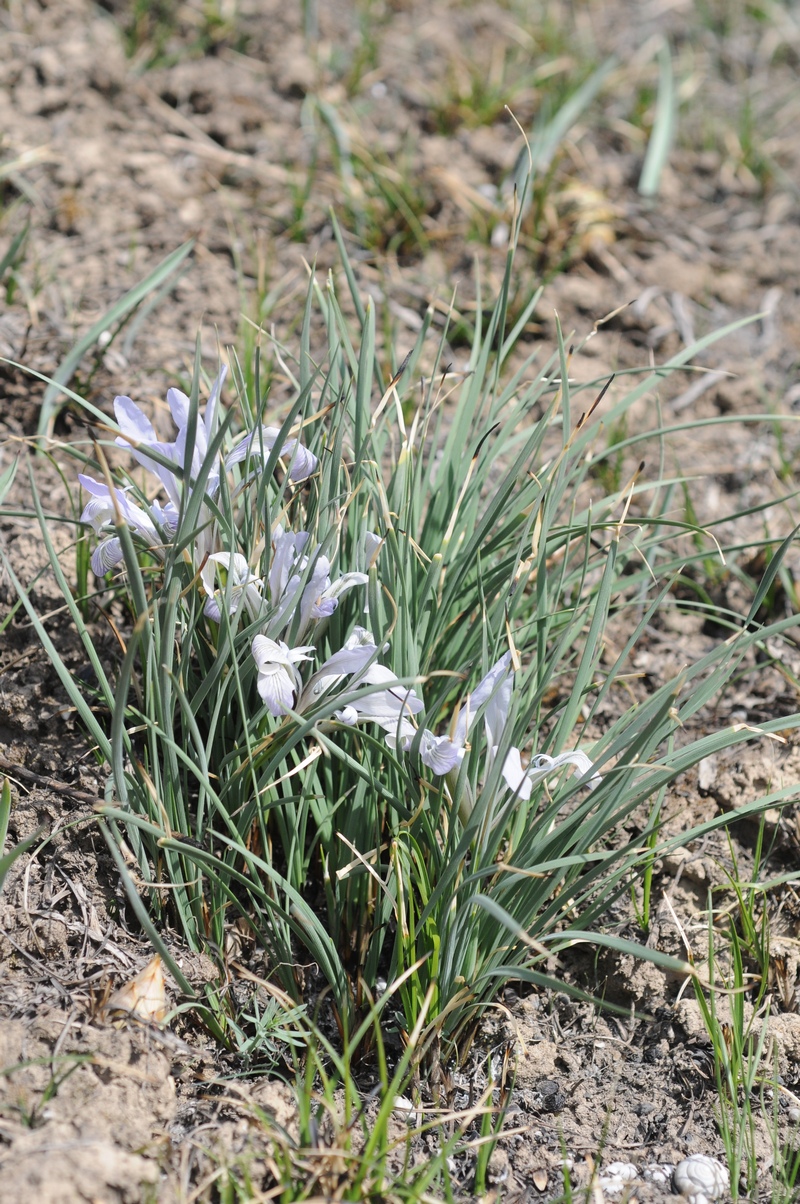 Image of Iris loczyi specimen.