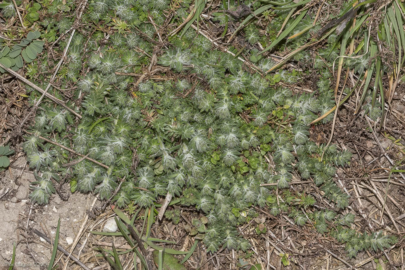 Изображение особи Galium humifusum.