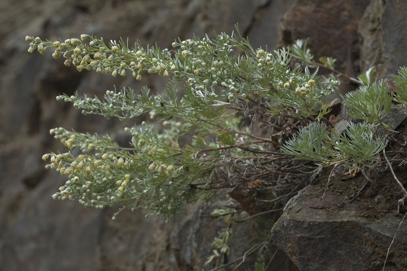 Изображение особи Artemisia schmidtiana.