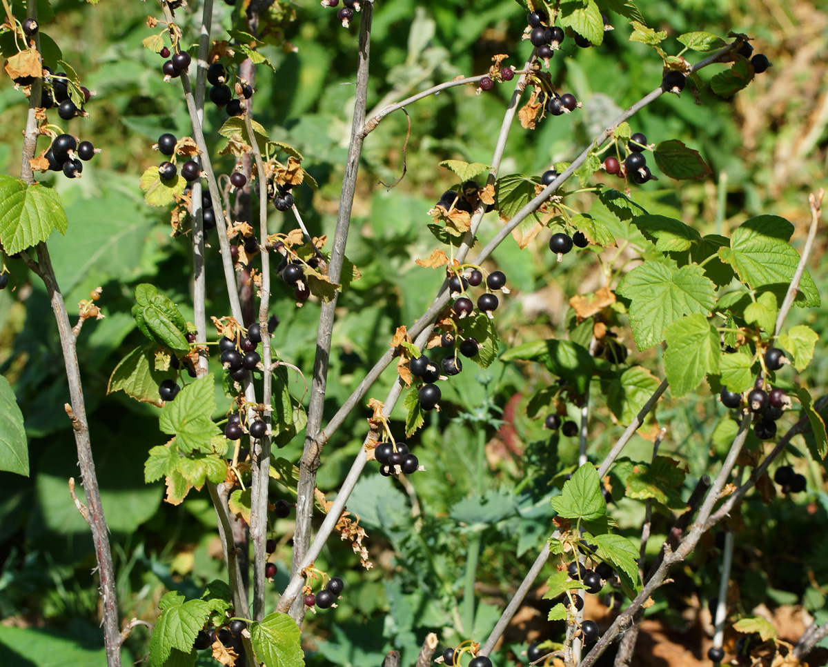 Изображение особи Ribes nigrum.