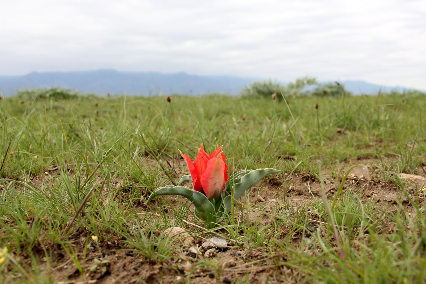 Изображение особи Tulipa micheliana.