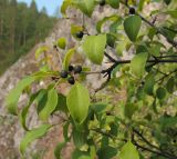 Rhamnus cathartica. Ветвь с плодами. Башкортостан, Бурзянский р-н, скала. 12.08.2010.