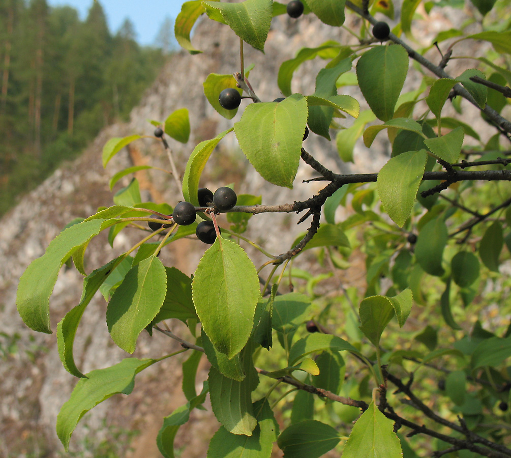 Image of Rhamnus cathartica specimen.