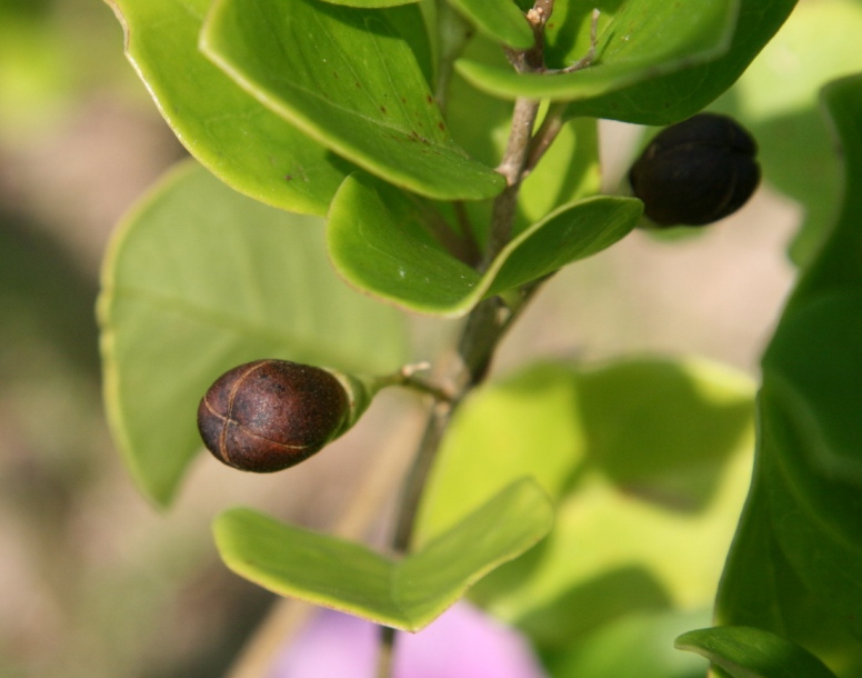 Изображение особи Clerodendrum inerme.