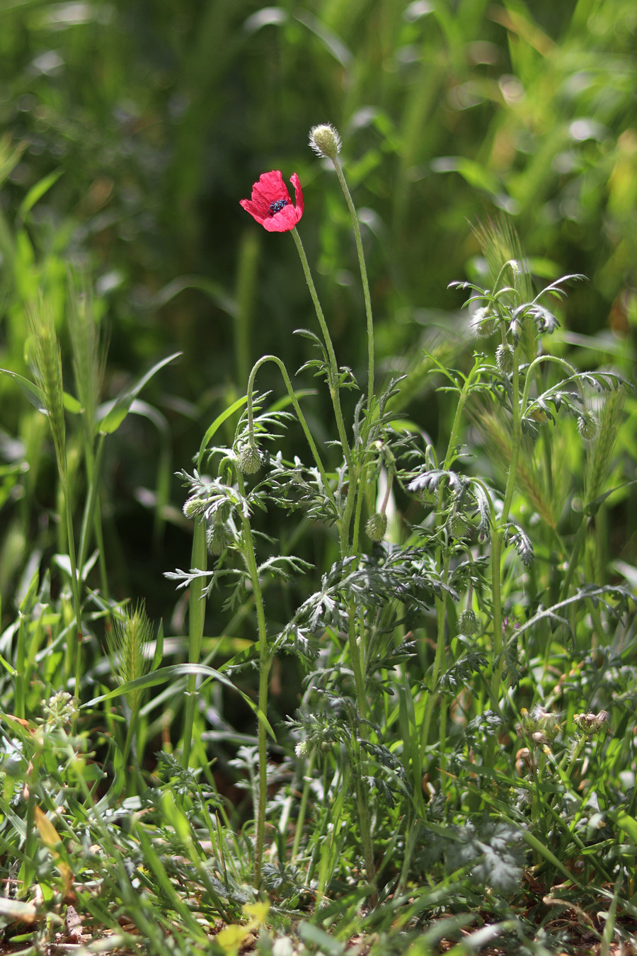 Изображение особи Papaver hybridum.