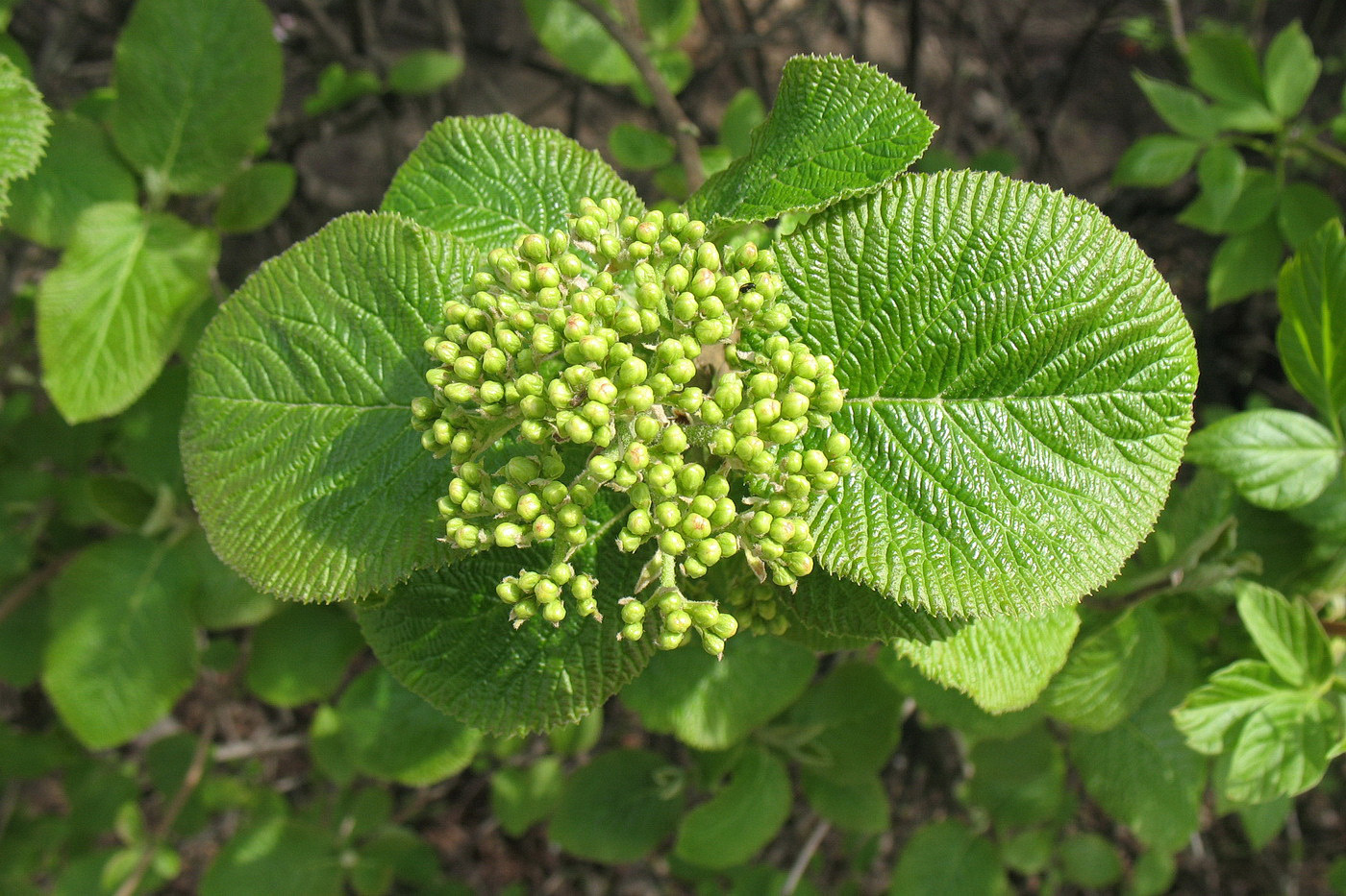 Image of Viburnum lantana specimen.