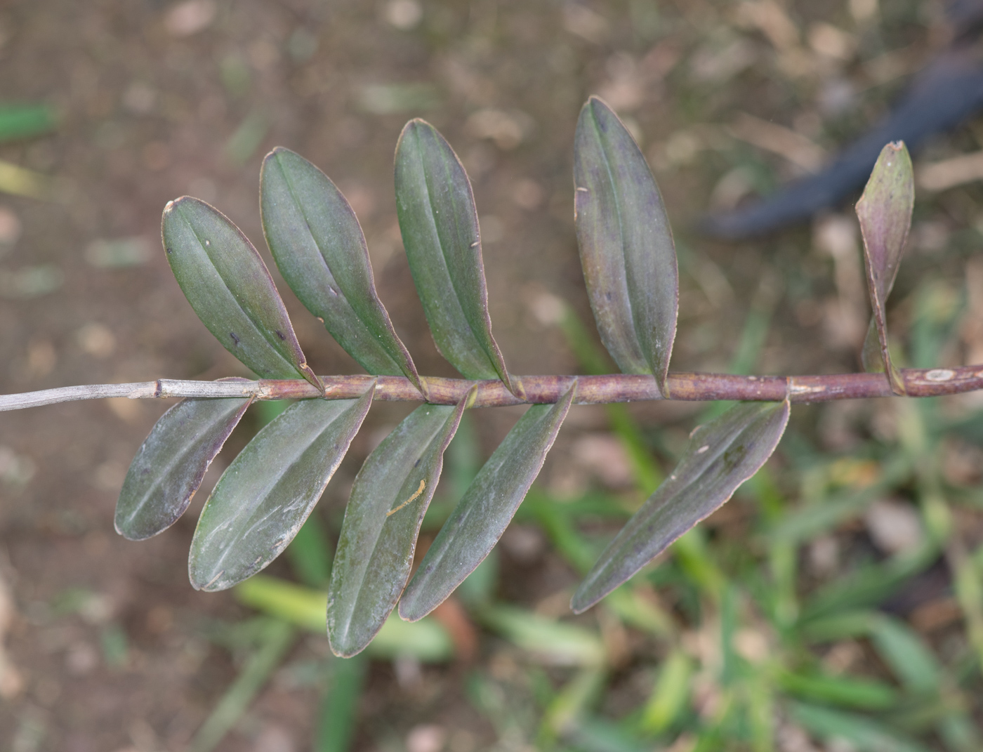 Image of Epidendrum radicans specimen.