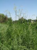 Festuca regeliana. Цветущее растение. Казахстан, г. Тараз, левый борт долины р. Ушбулак (Карасу), лугово-степной околопойменный склон вост. экспозиции. 29 мая 2020 г.