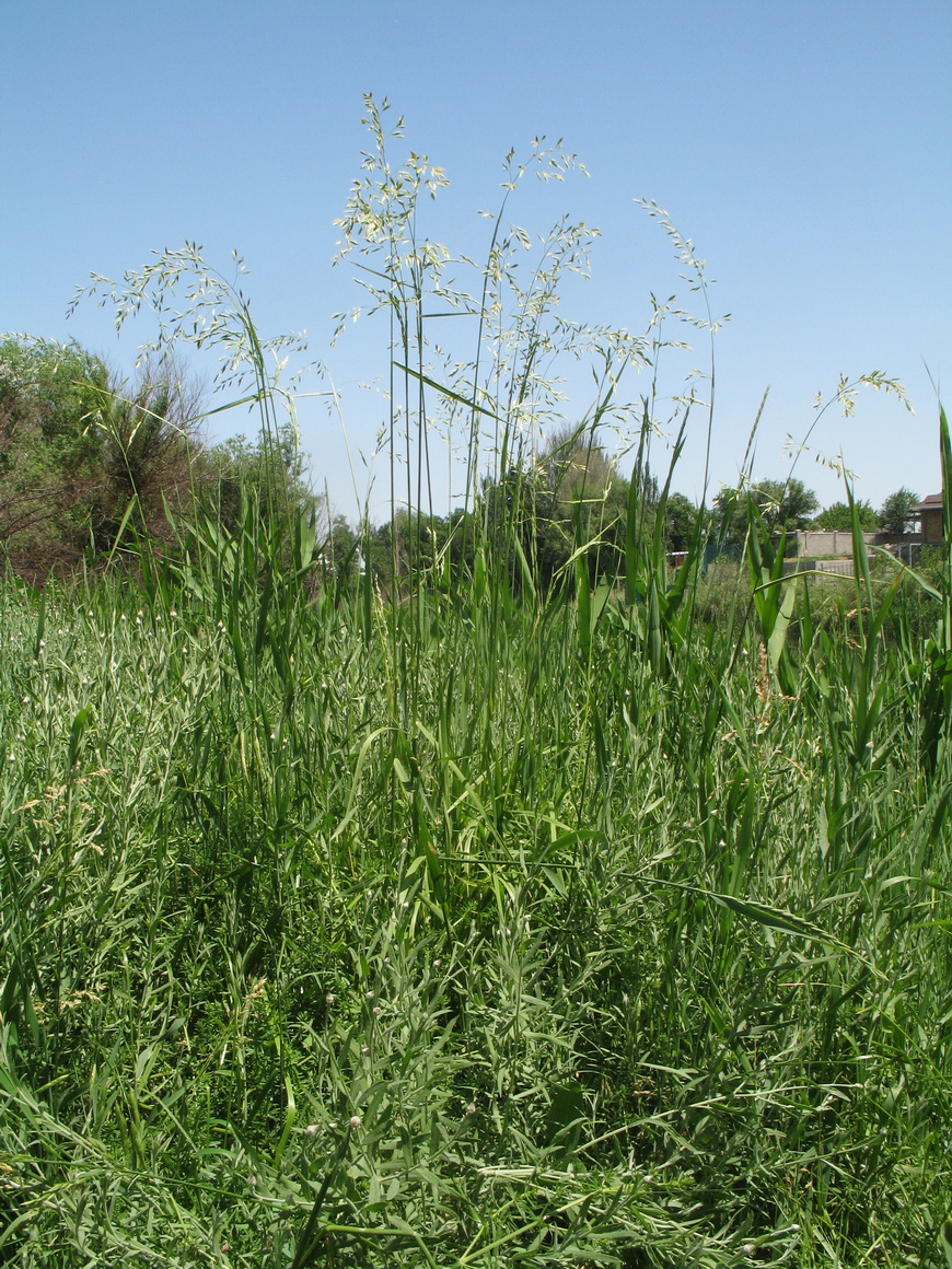 Изображение особи Festuca regeliana.