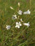 Campanula sibirica