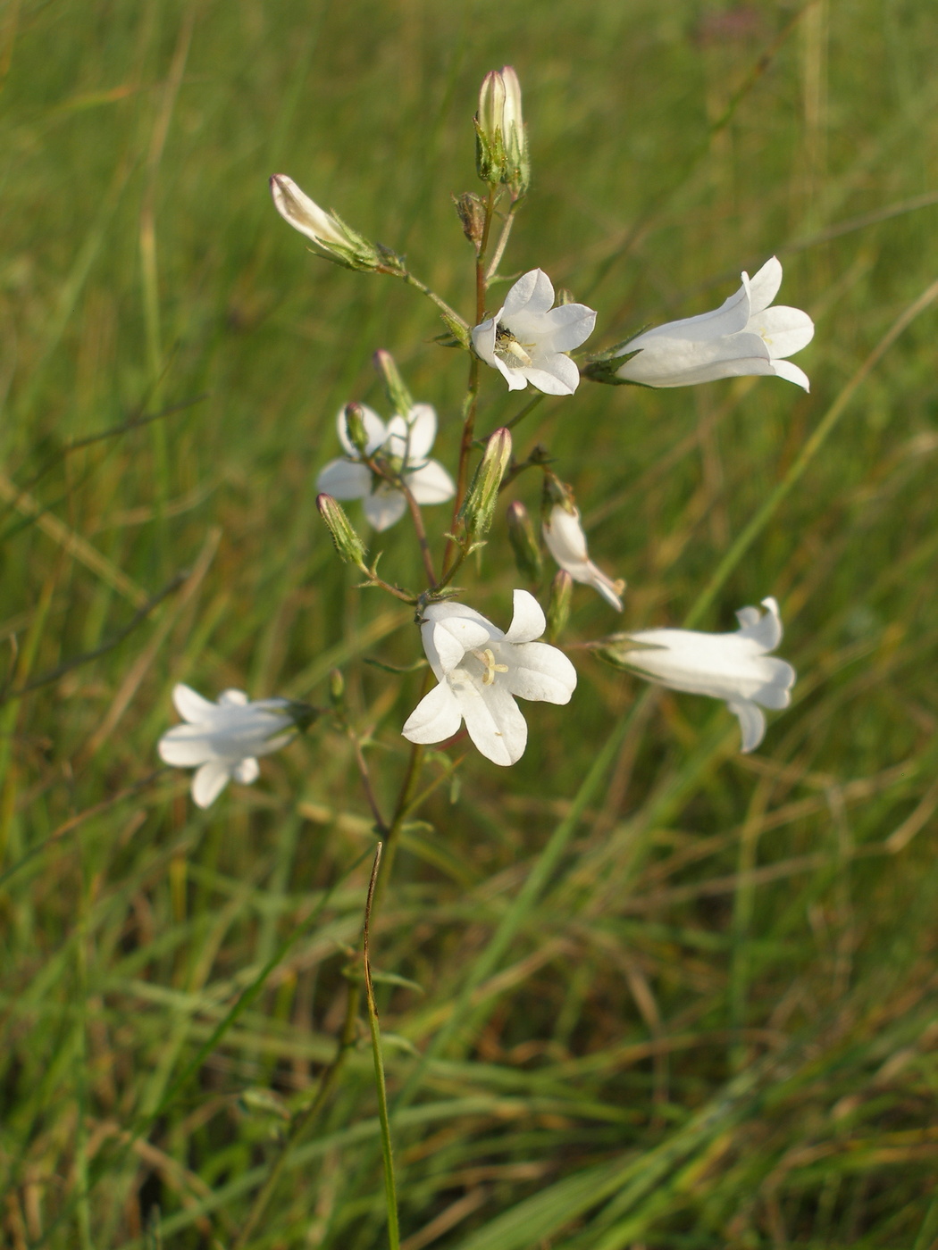 Image of Campanula sibirica specimen.