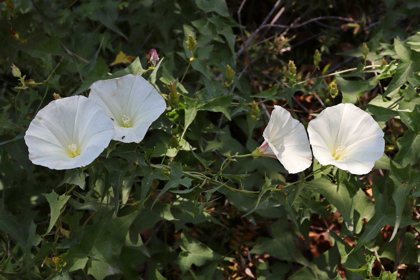 Изображение особи Convolvulus scammonia.