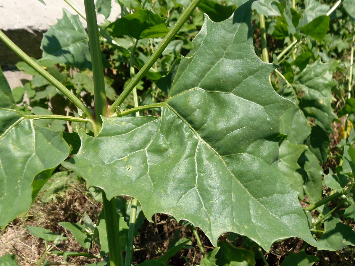 Image of Atriplex sagittata specimen.