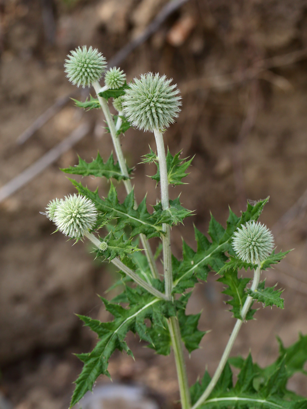 Image of Echinops sphaerocephalus specimen.