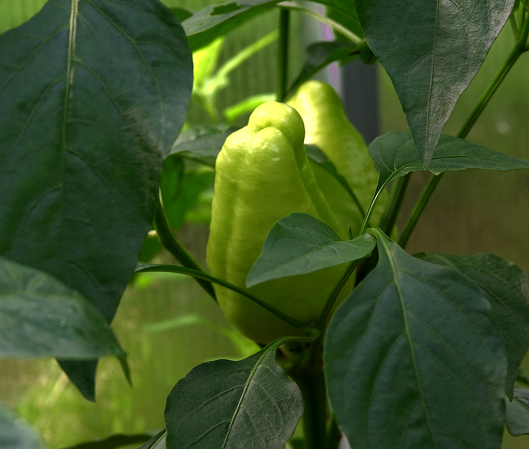 Изображение особи Capsicum annuum.