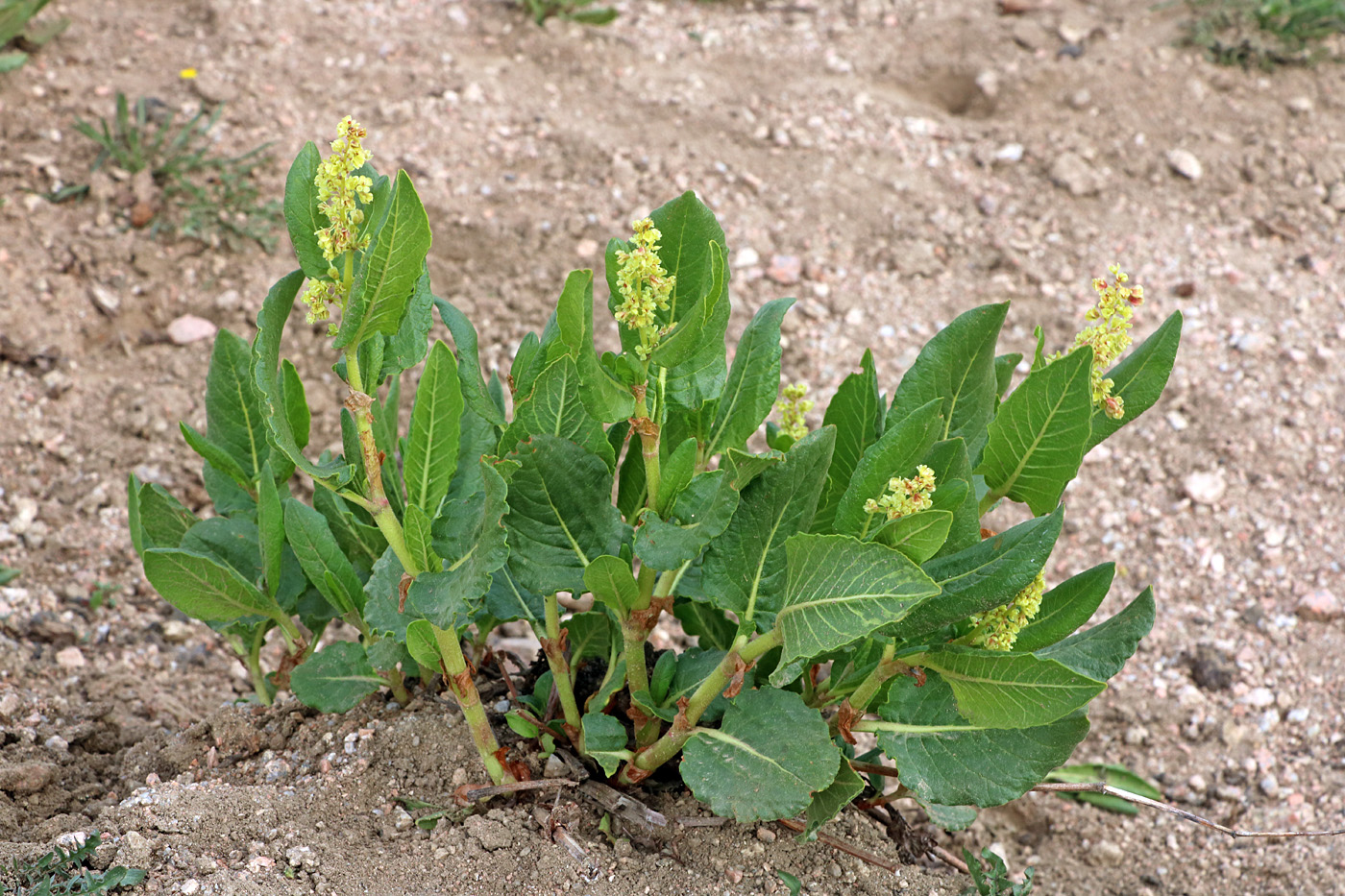 Изображение особи Aconogonon hissaricum.