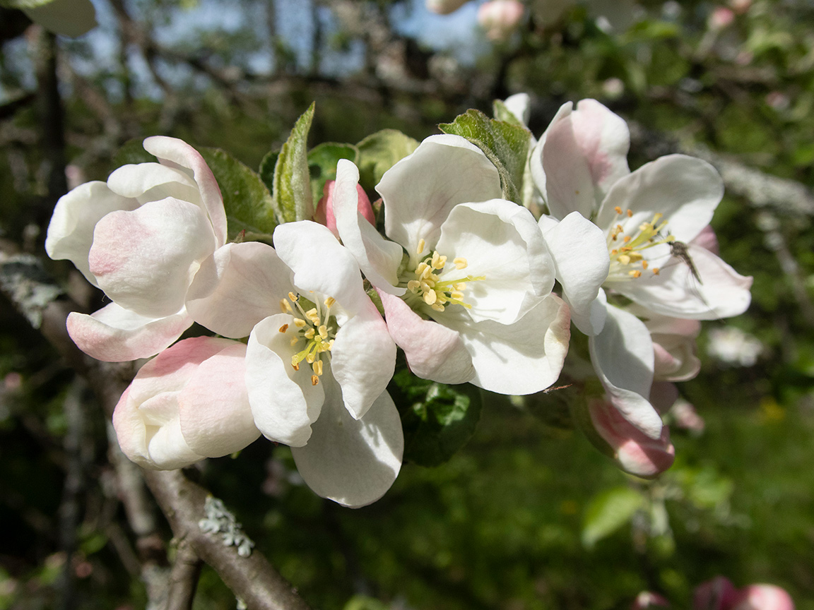 Изображение особи Malus domestica.