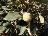 Cydonia oblonga