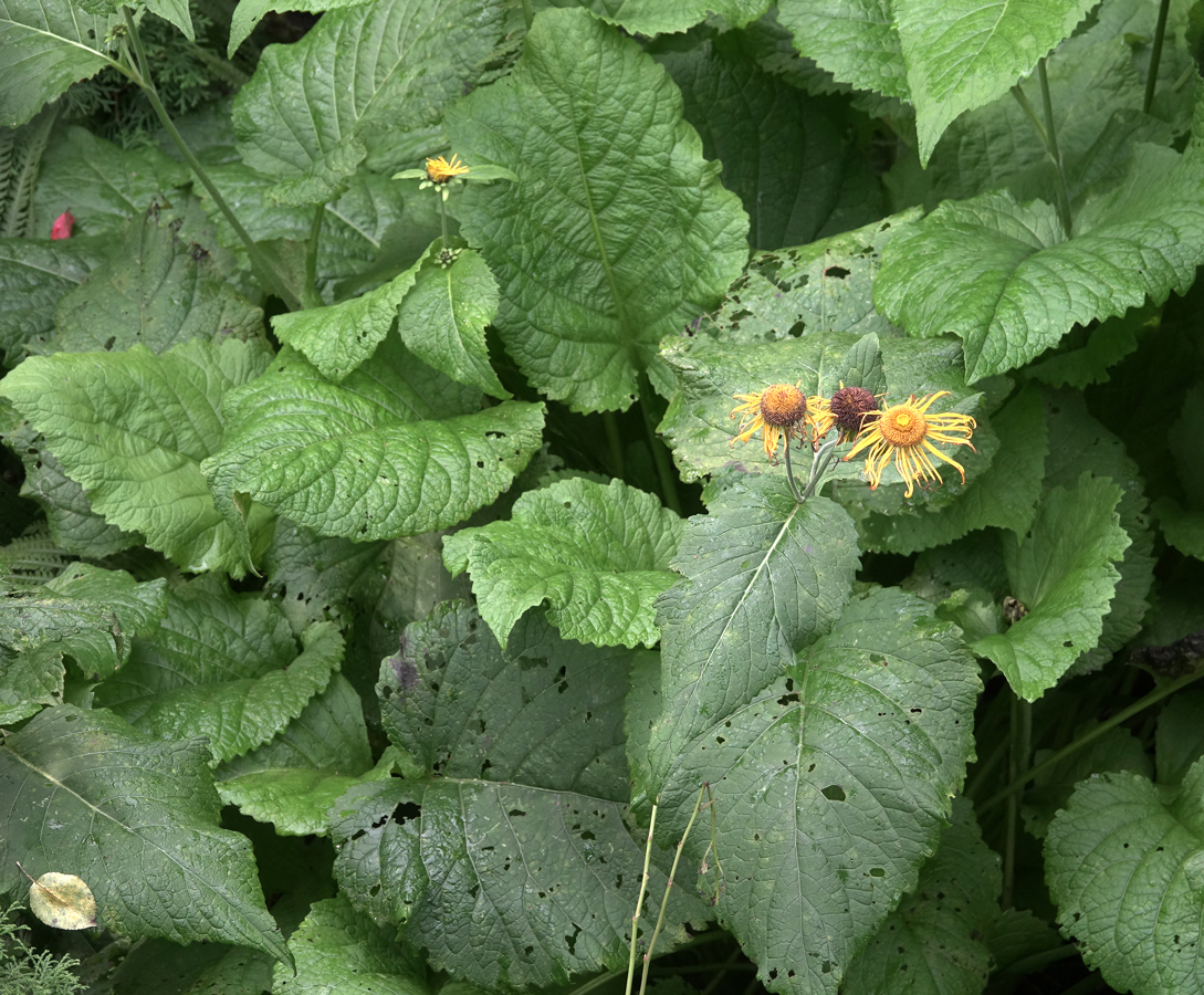 Изображение особи Telekia speciosa.