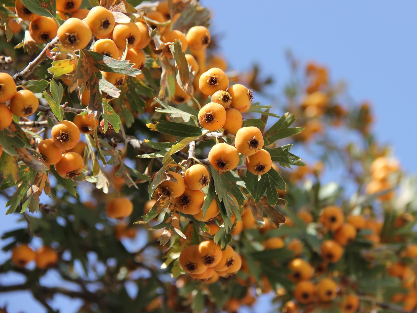 Image of Crataegus pontica specimen.